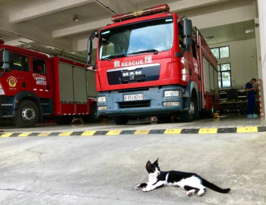 杭州消防员救下三只小奶猫3个月后画风成了这样