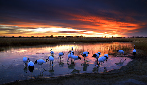 Wetland Guardian Lauded by Internet Tycoons Wetland Guardian Lauded by Internet Tycoons