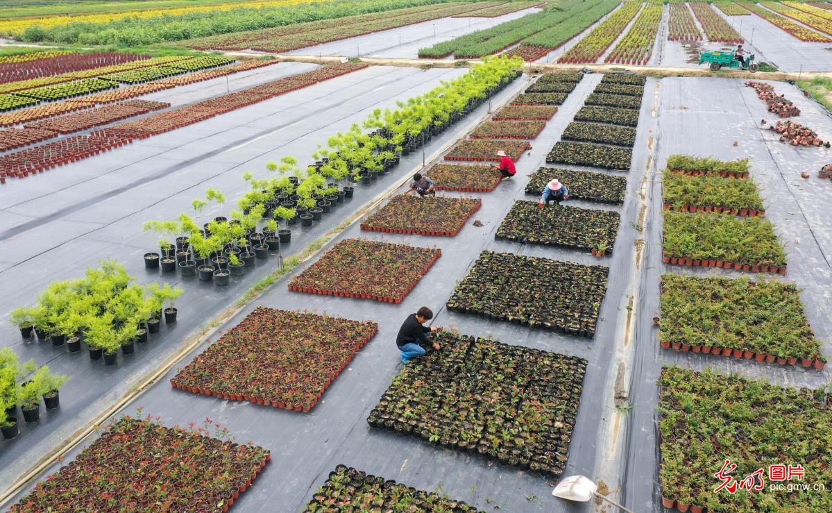 Flower planting industry in E China's Anhui helps increase local's income Flower planting industry in E China's Anhui helps increase local's income