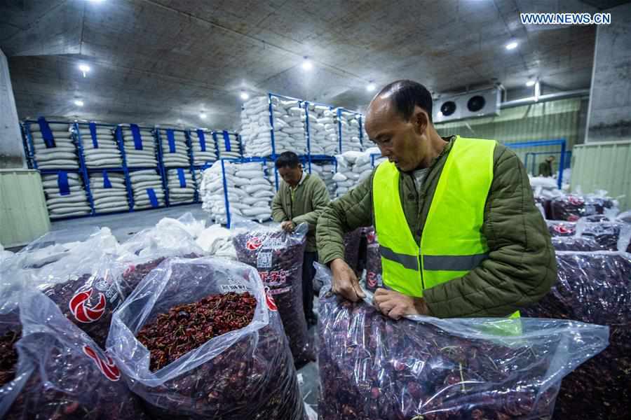 CHINA-GUIZHOU-ZUNYI-CHILI-HARVEST (CN)