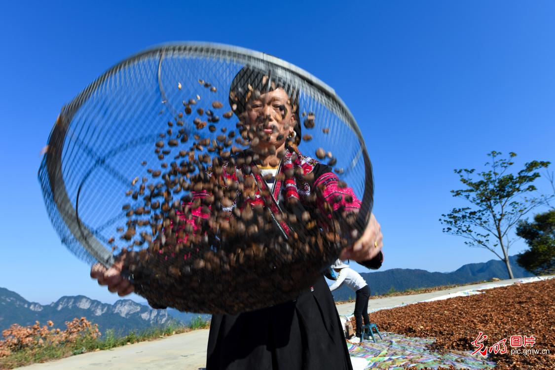 Camellia oleifera planting industry booming in south China's Guangxi Province