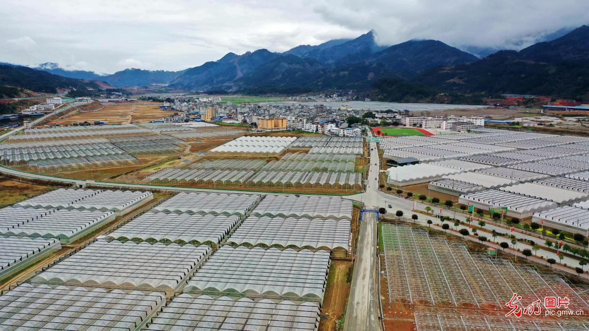 Farmers transplanting pepper seedlings in SW China's Guizhou