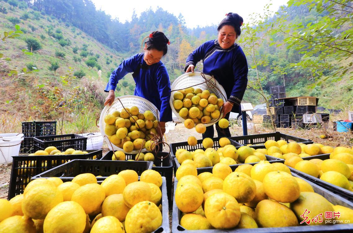 Golden Pomelos sweeten farmers’ life in SW China’s Guizhou