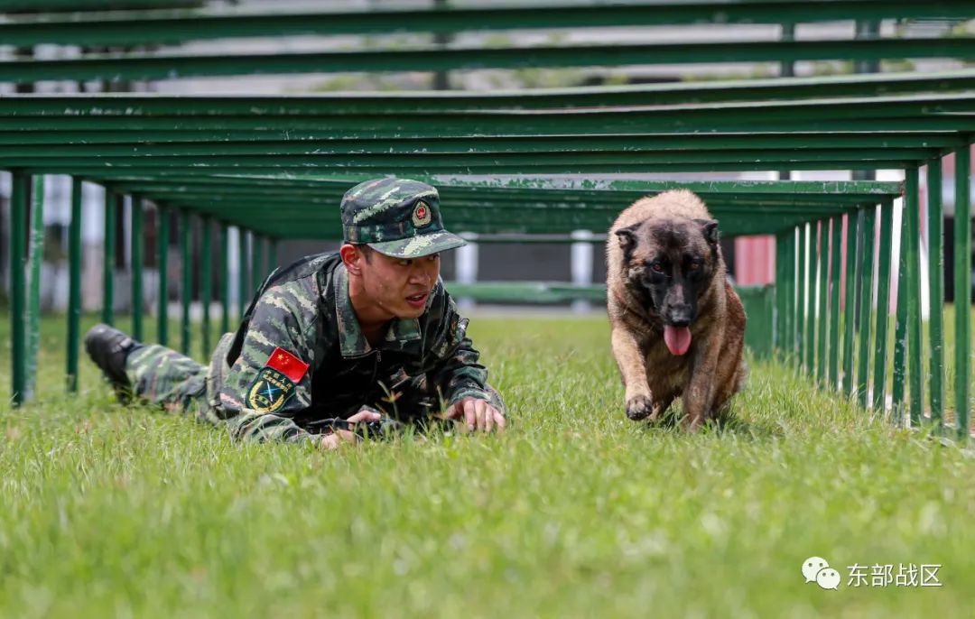 武警浙江總隊杭州支隊即將退伍的老兵向熟悉的鋼槍,軍犬等